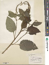 Heliotropium indicum image