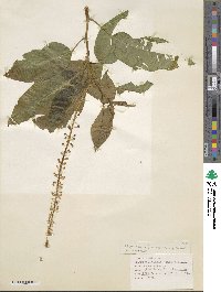 Phytolacca rivinoides image