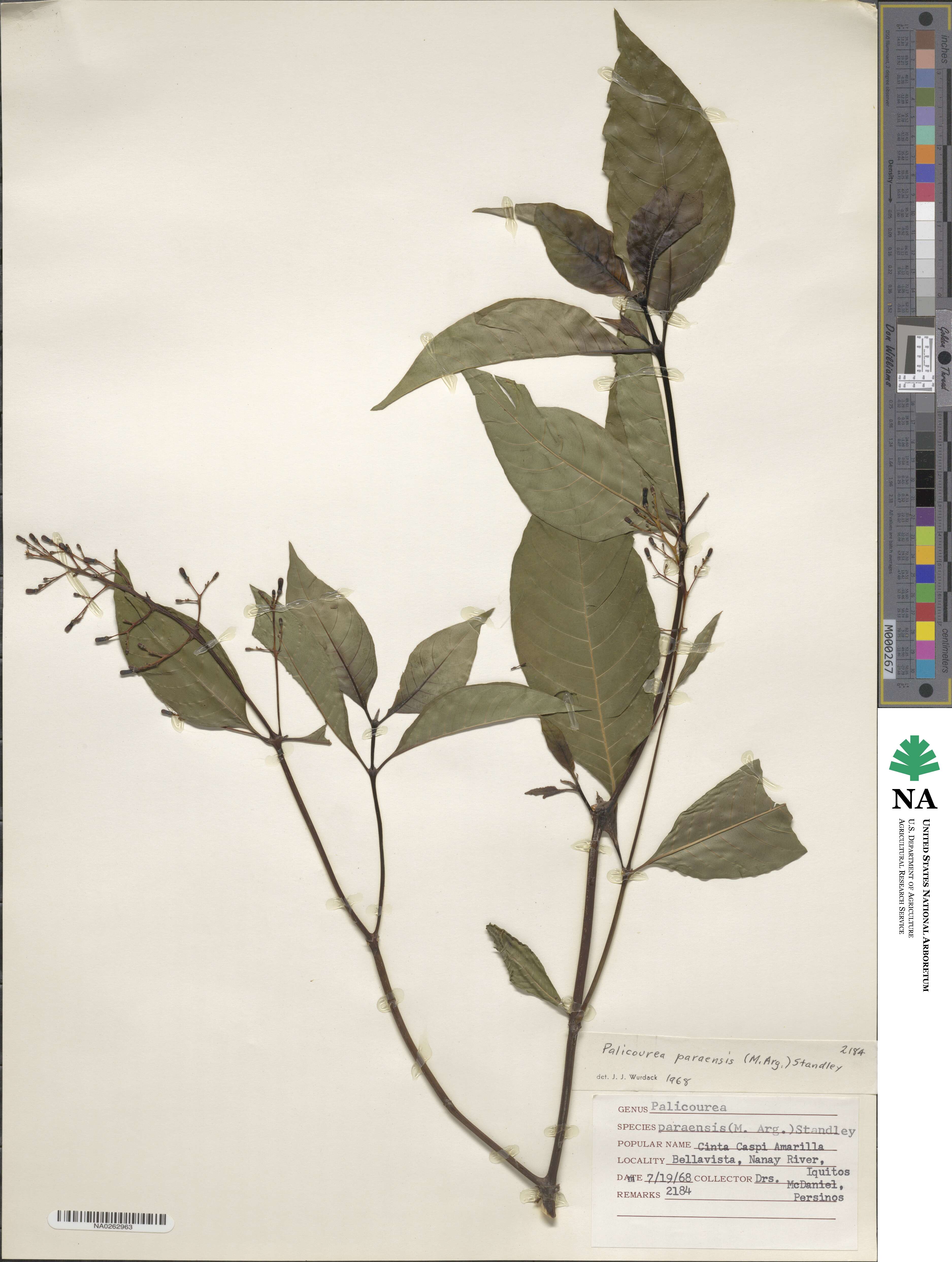 Palicourea paraensis image