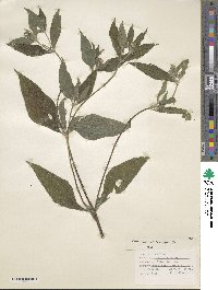 Image of Calyptocarpus brasiliensis