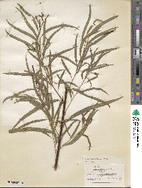 Salix humboldtiana image