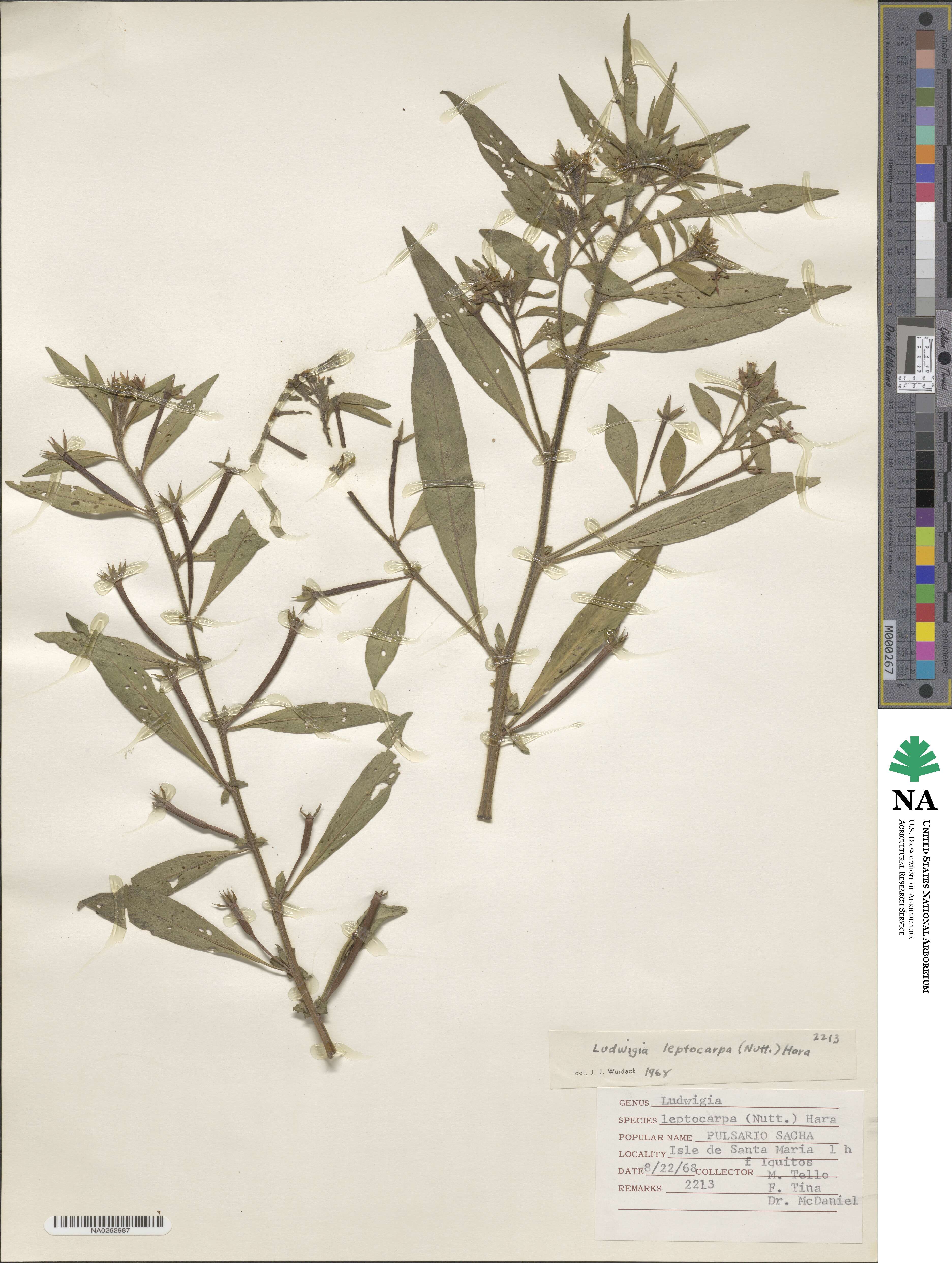 Ludwigia leptocarpa image