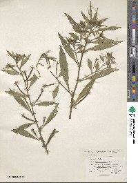 Image of Ludwigia leptocarpa