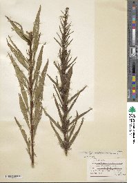 Ludwigia densiflora image