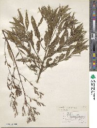 Ludwigia erecta image