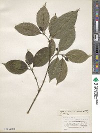 Palicourea flaviflora image