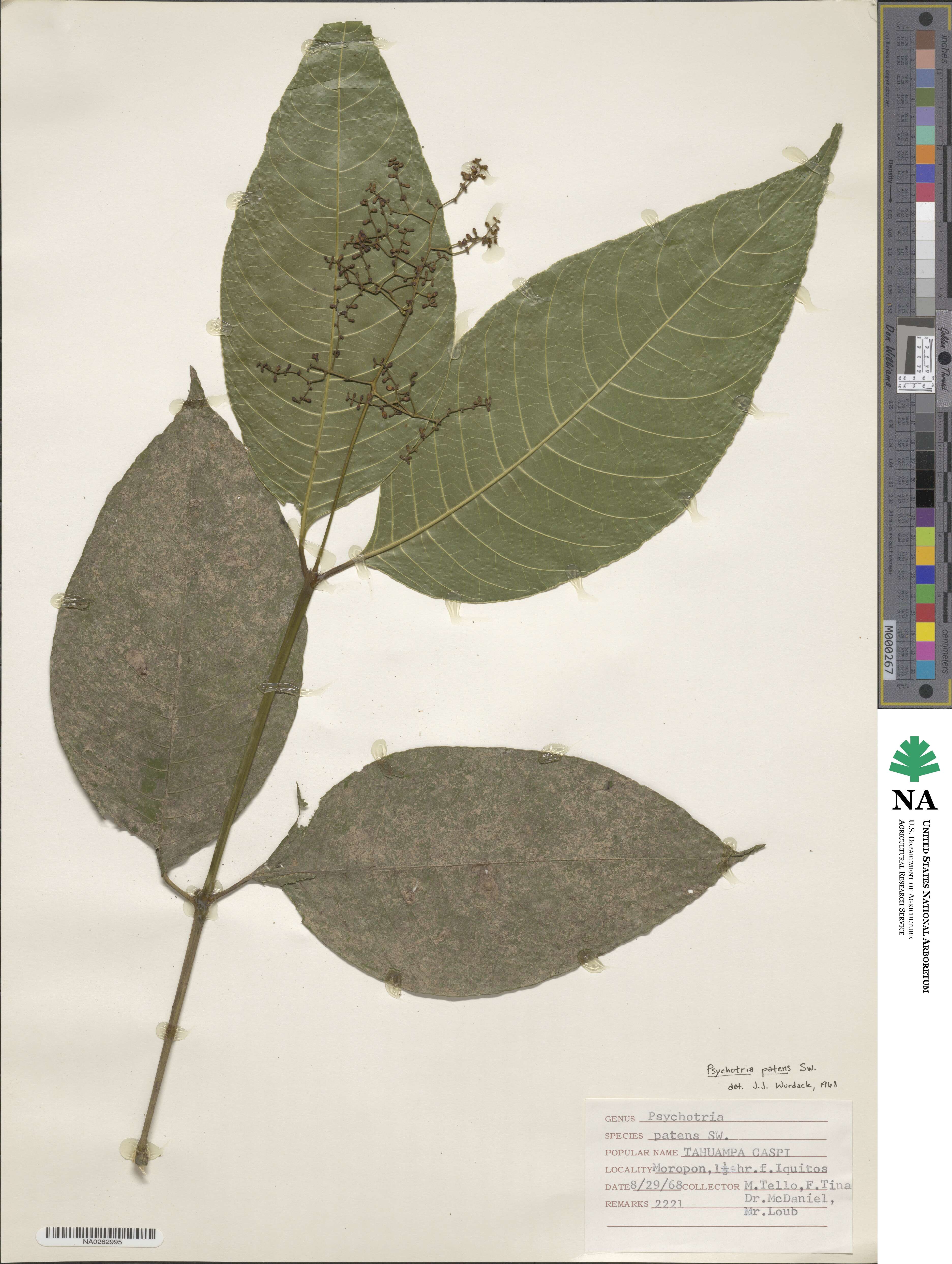 Psychotria patens image