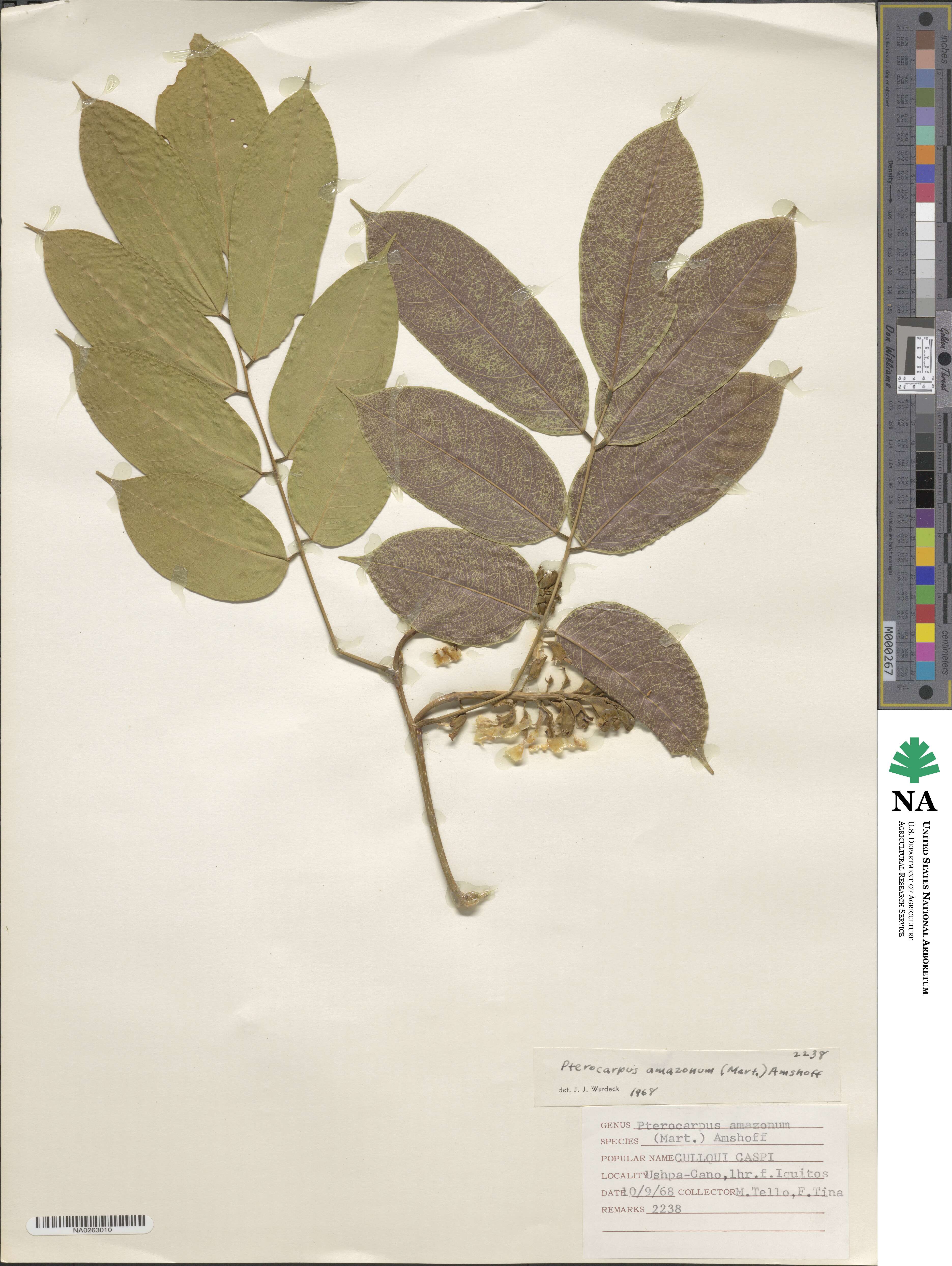 Pterocarpus amazonum image