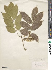 Image of Pterocarpus amazonum