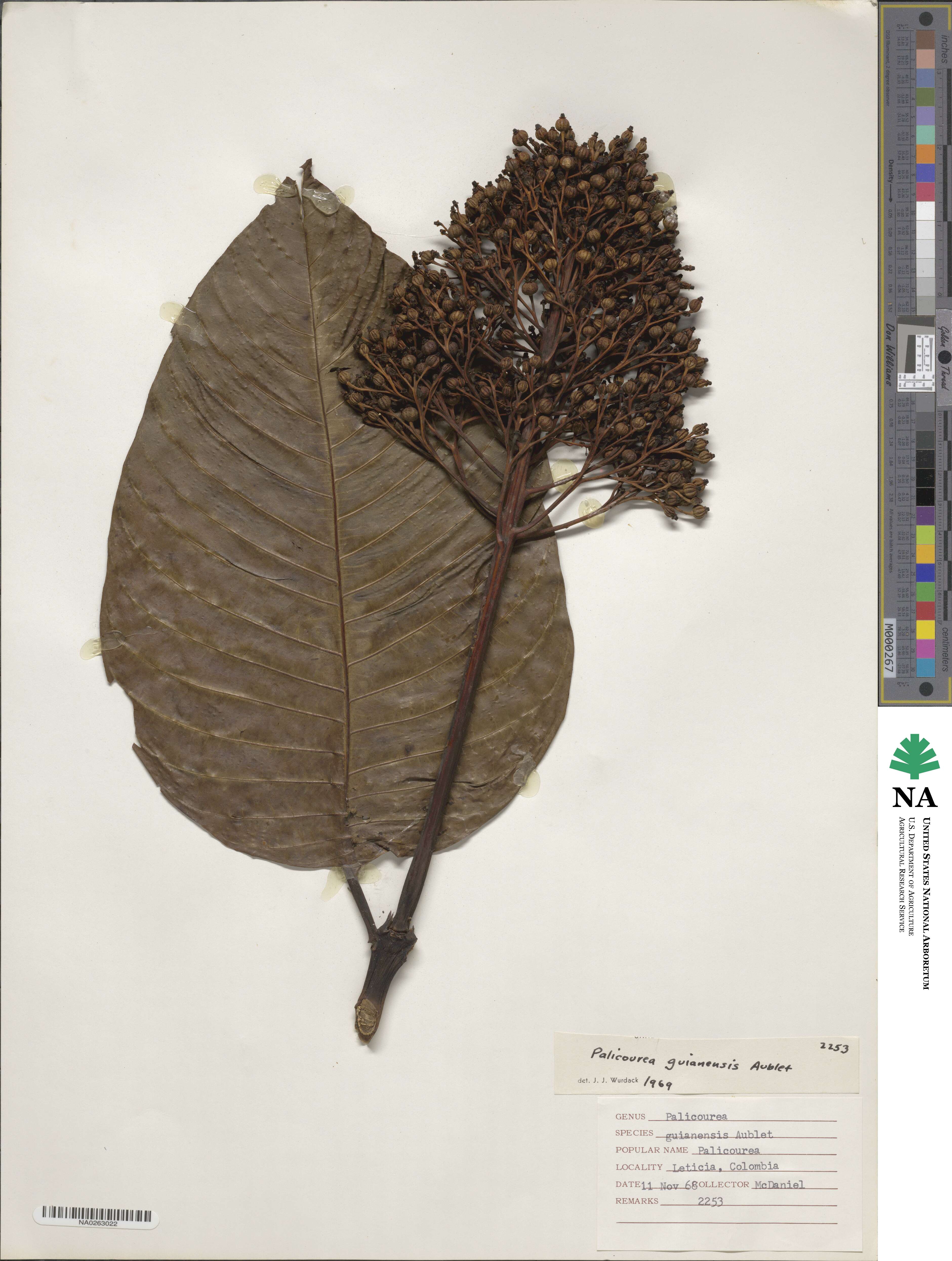 Palicourea guianensis image