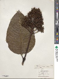 Image of Palicourea guianensis