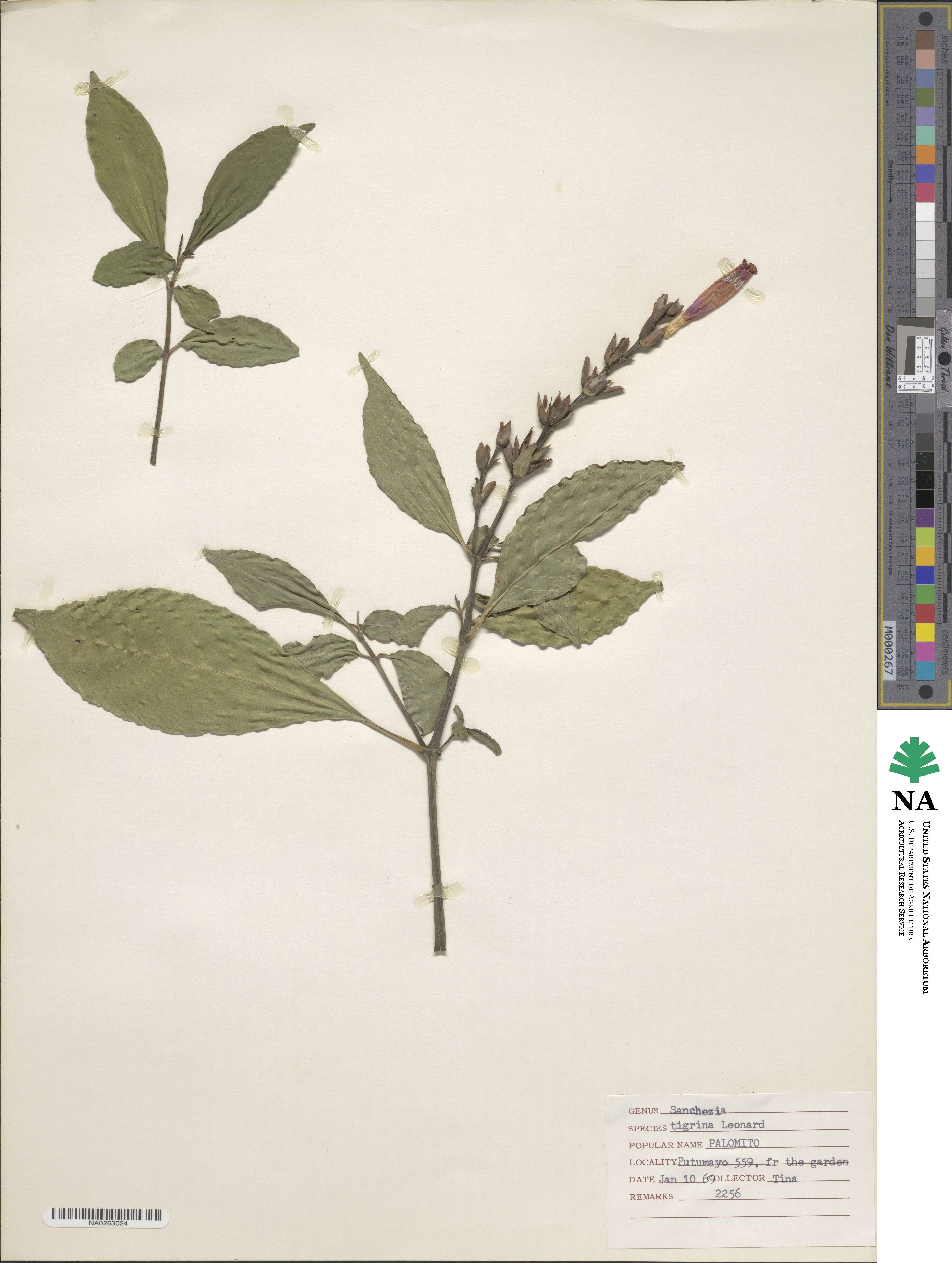 Sanchezia tigrina image