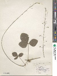 Desmodium axillare image