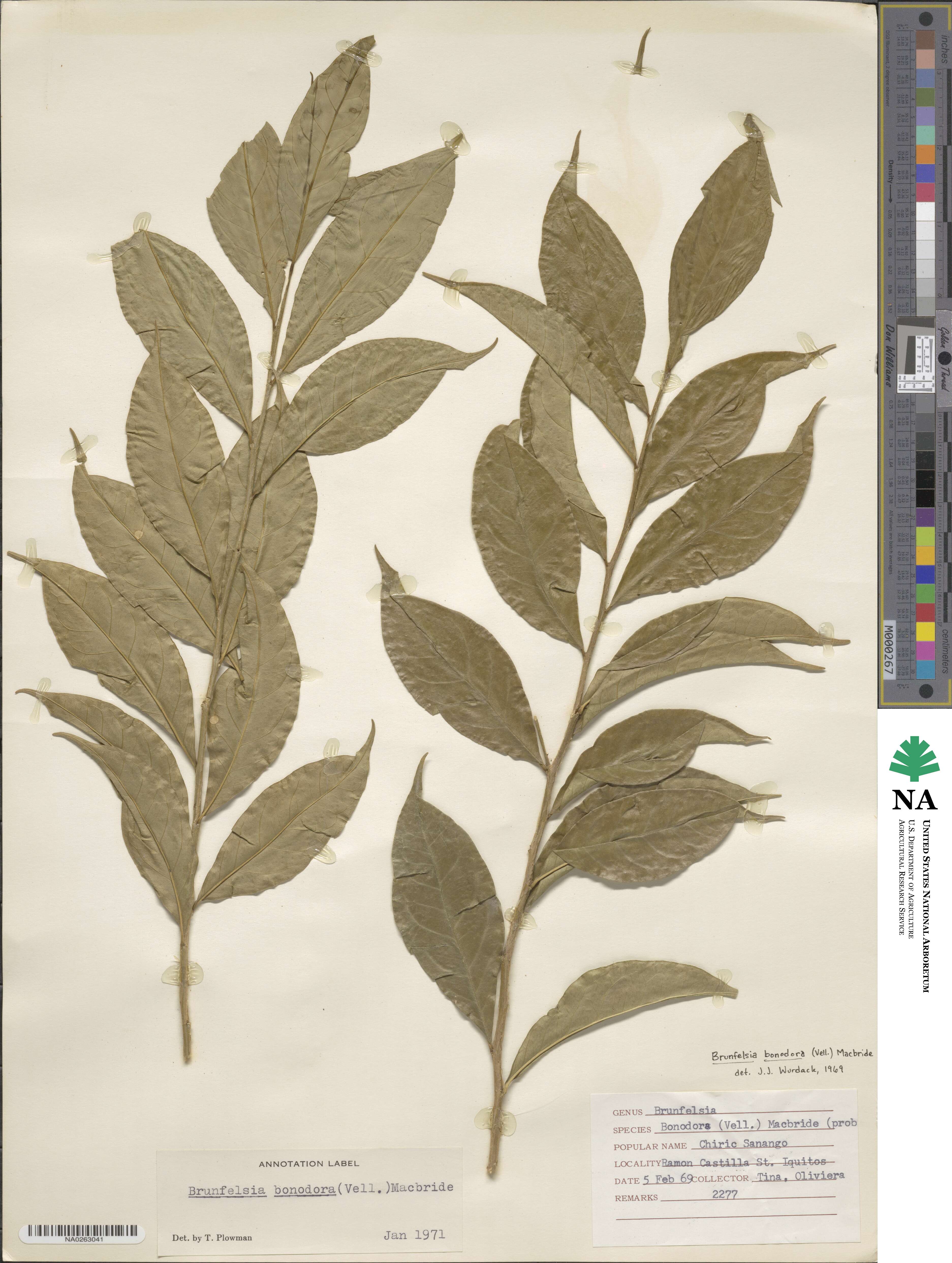 Brunfelsia bonodora image