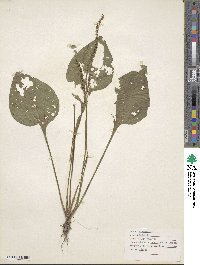 Plantago major image