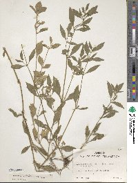 Alternanthera ficoidea image