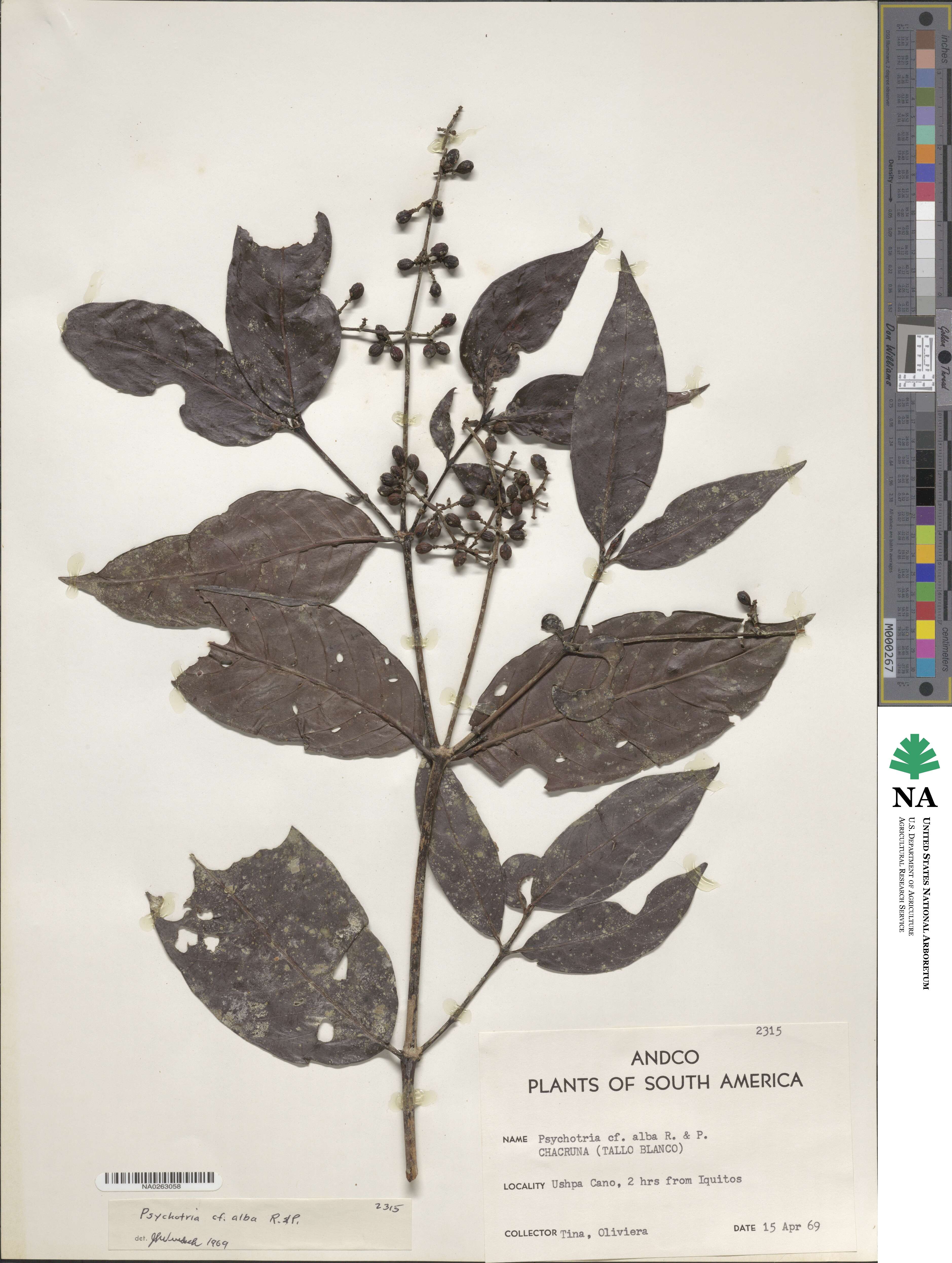 Psychotria alba image