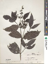 Psychotria alba image