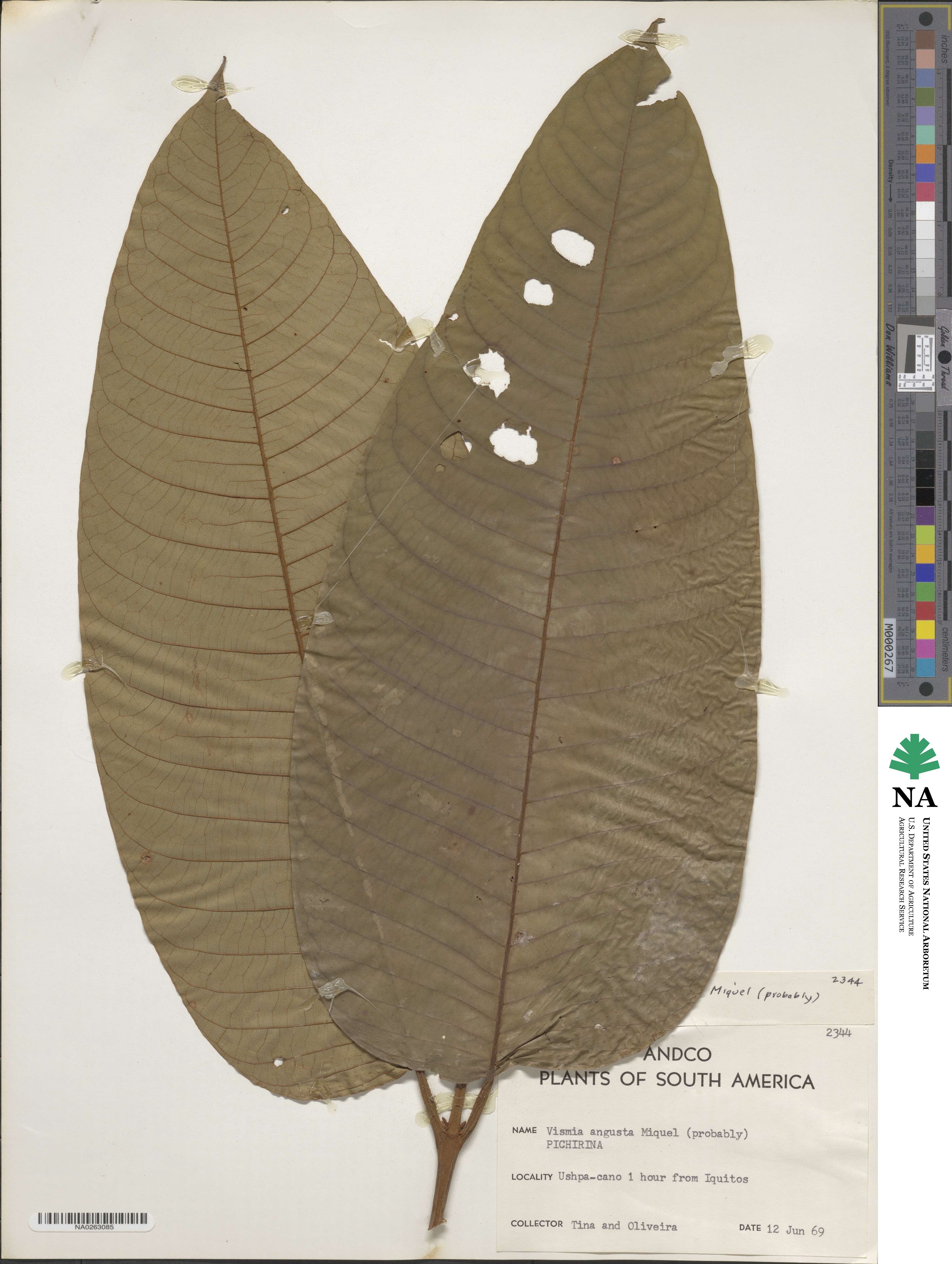 Vismia macrophylla image