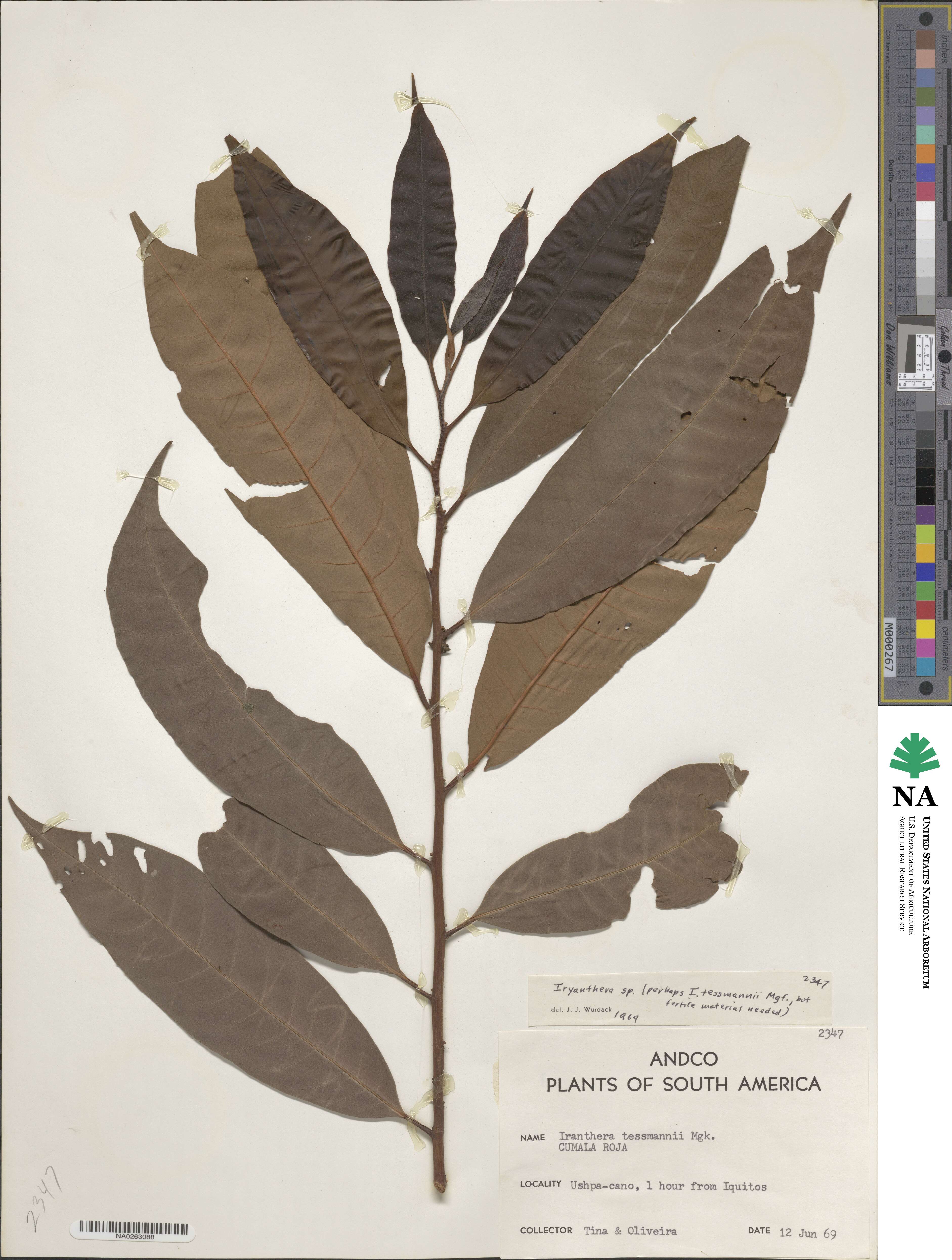 Iryanthera tessmannii image