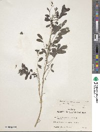 Indigofera suffruticosa image