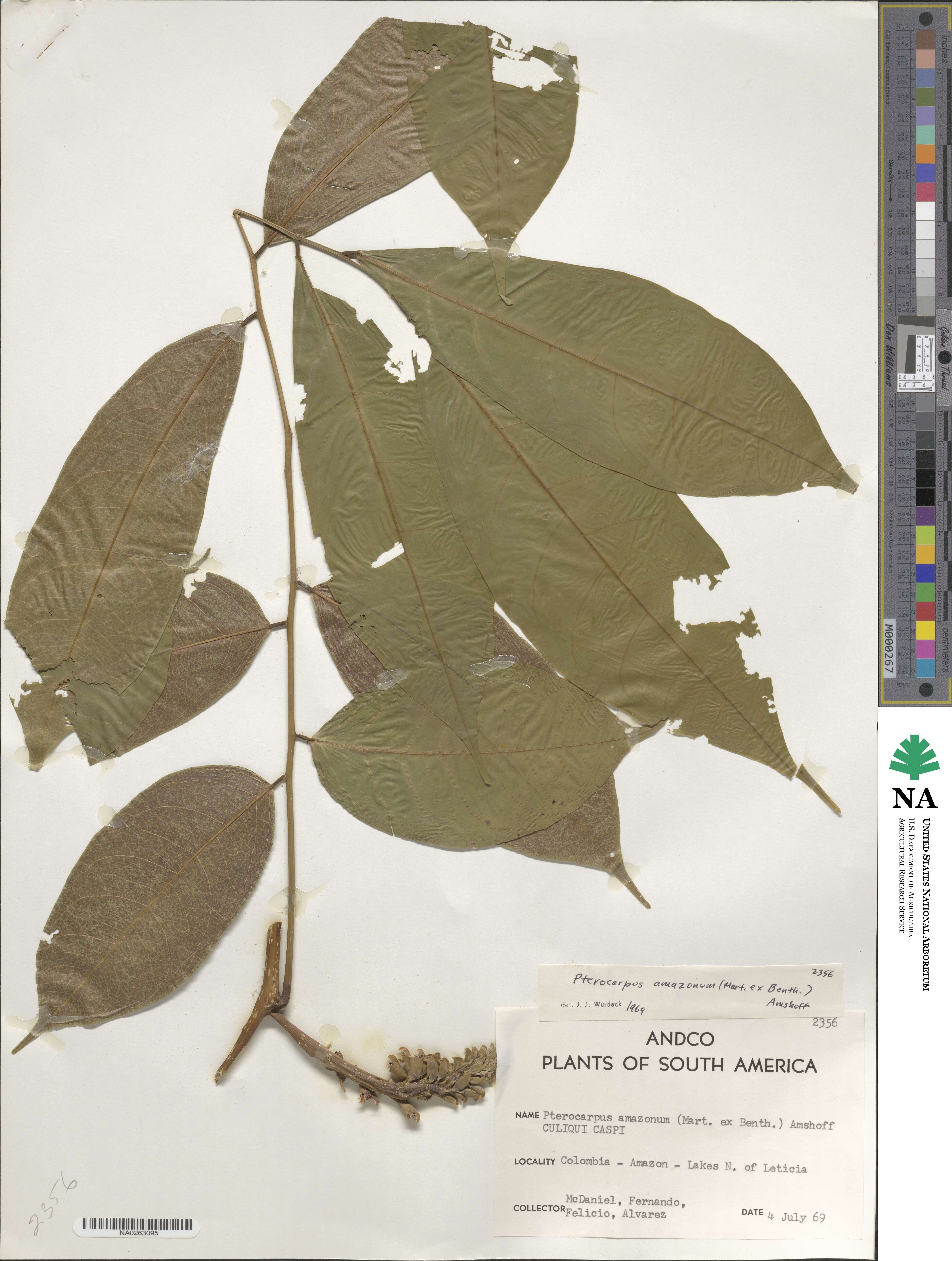 Pterocarpus amazonum image