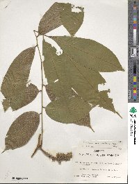 Pterocarpus amazonum image