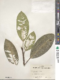 Ficus insipida image