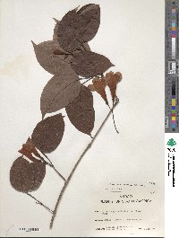 Image of Bignonia aequinoctialis