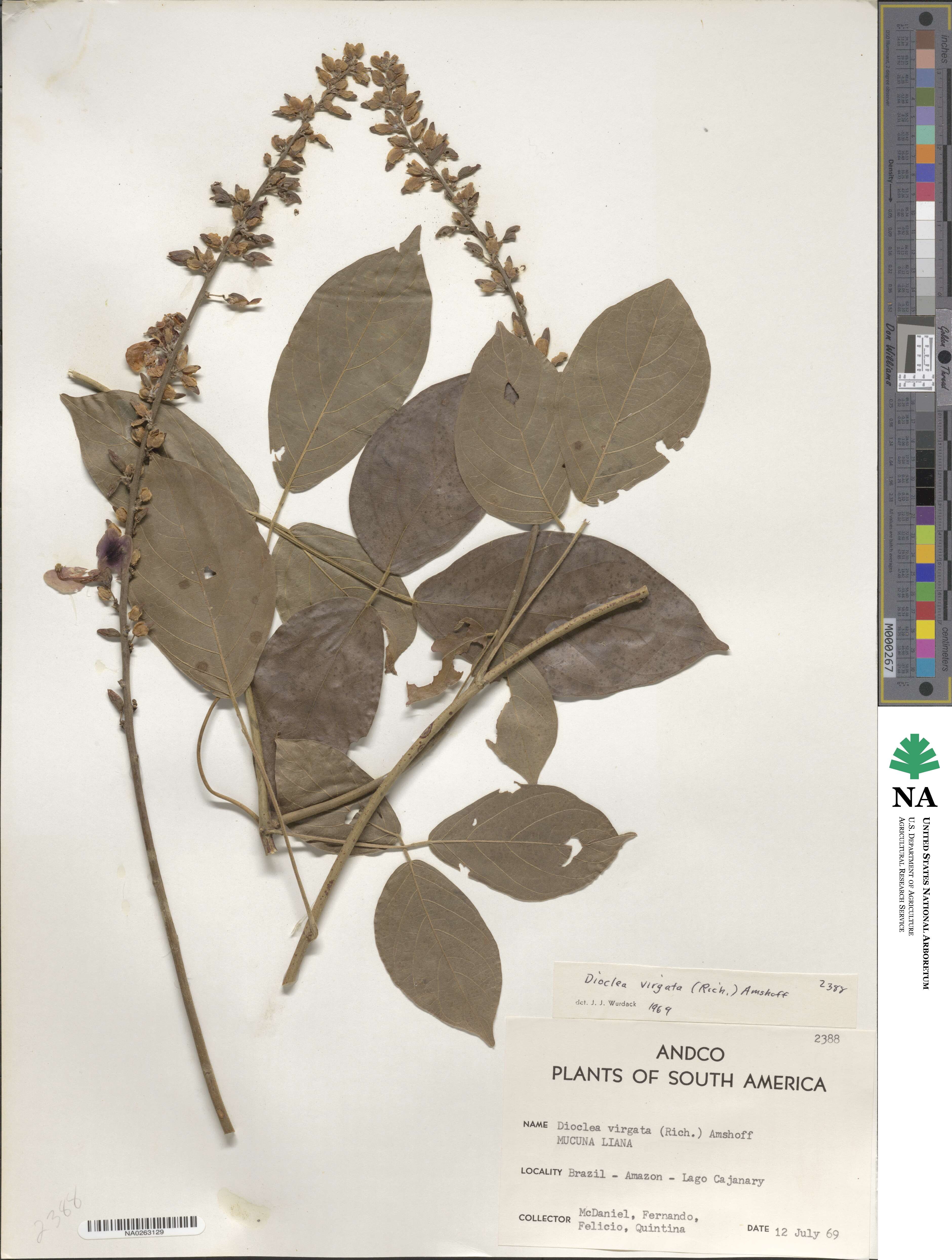 Dioclea virgata image