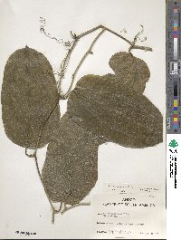 Smilax longifolia image