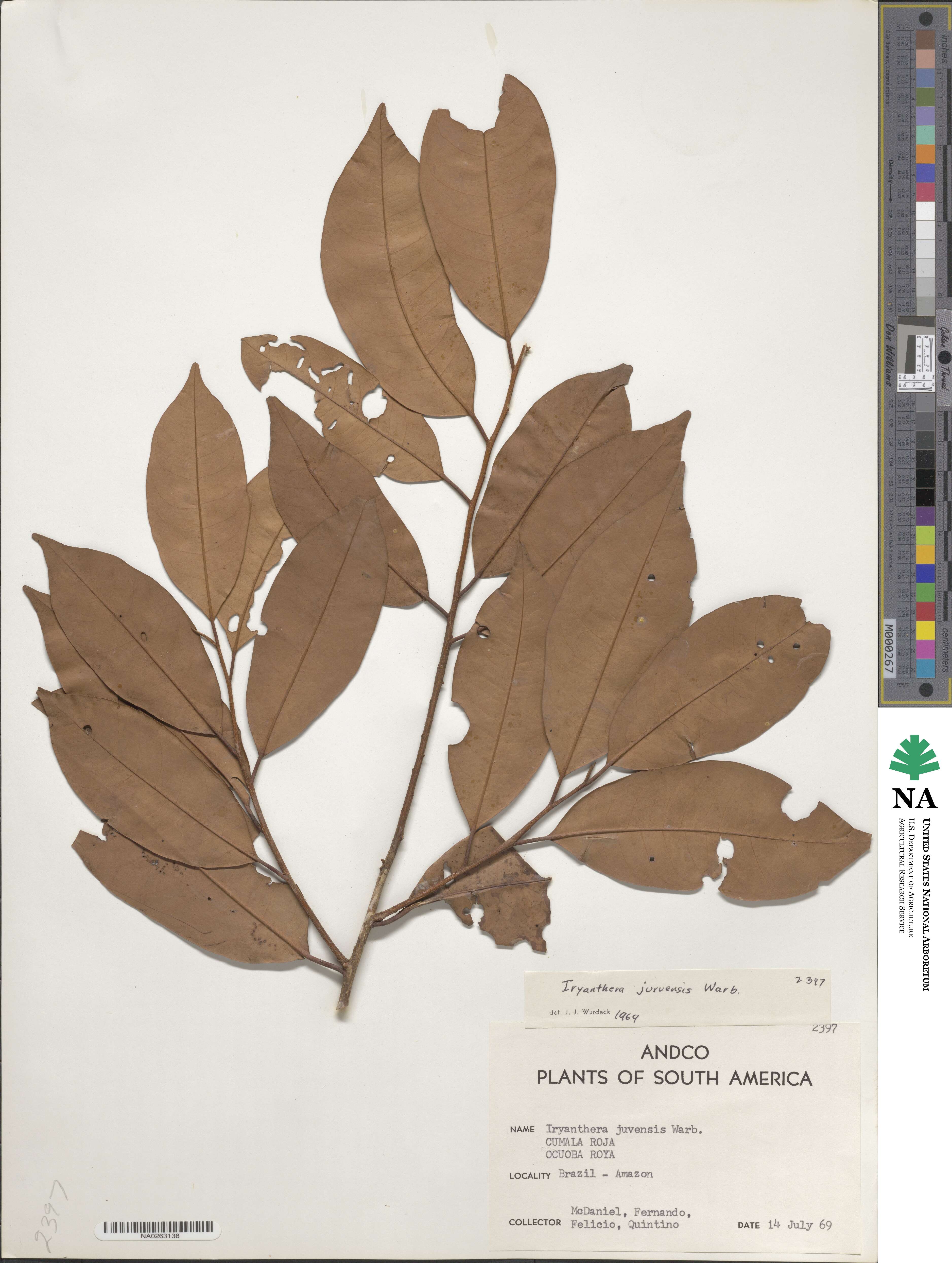 Iryanthera juruensis image