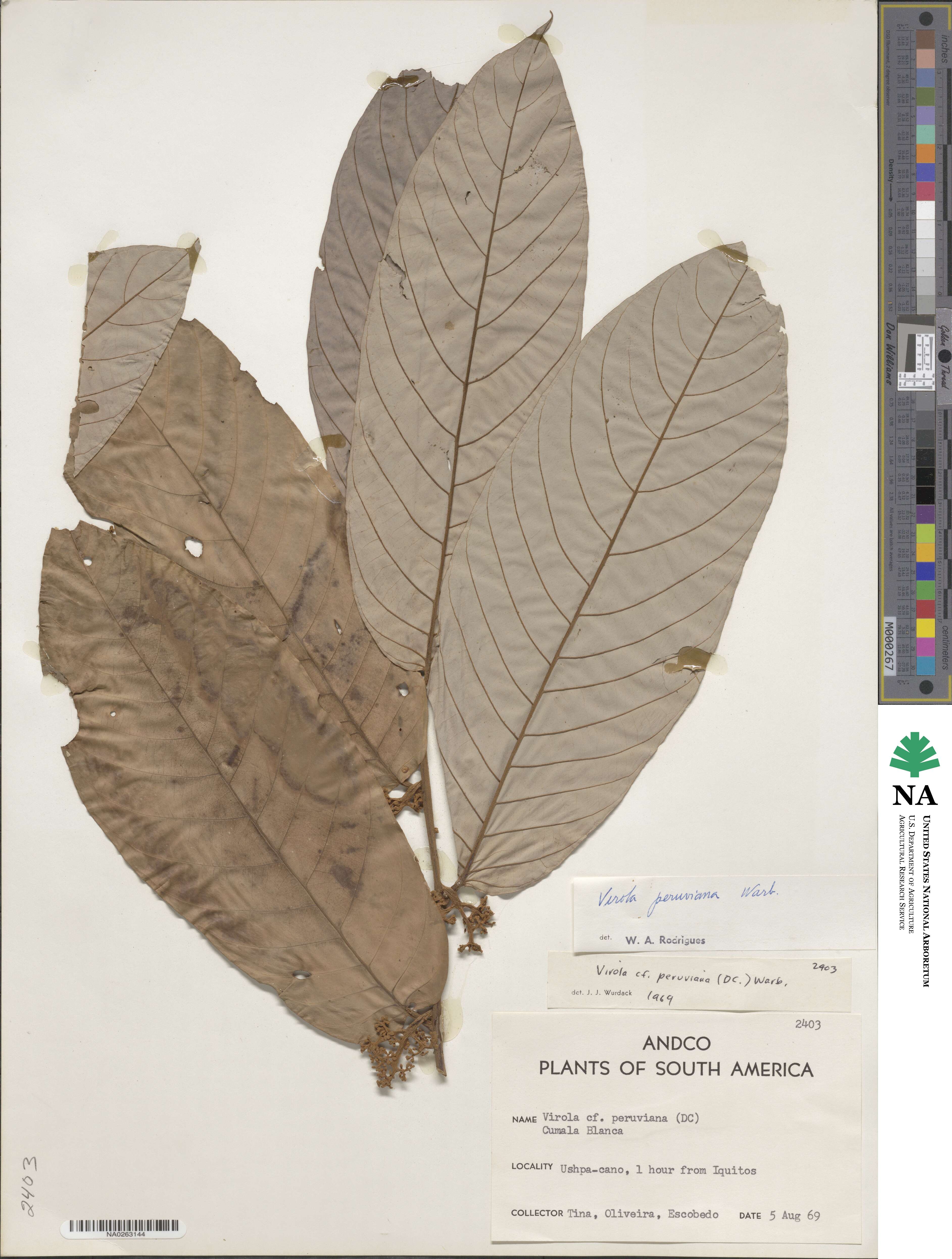 Virola peruviana image