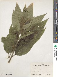 Vernonia patens image