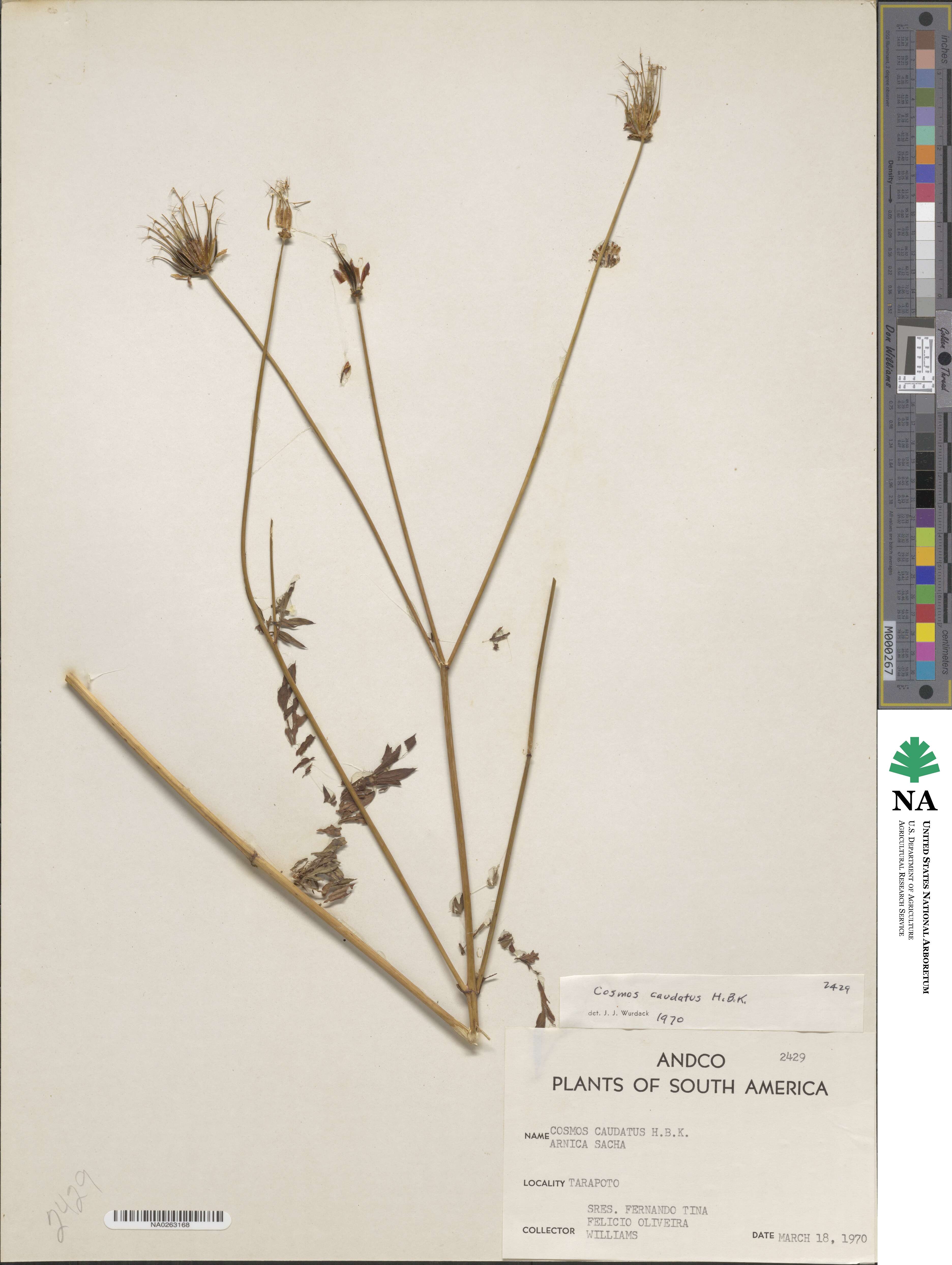 Cosmos caudatus image