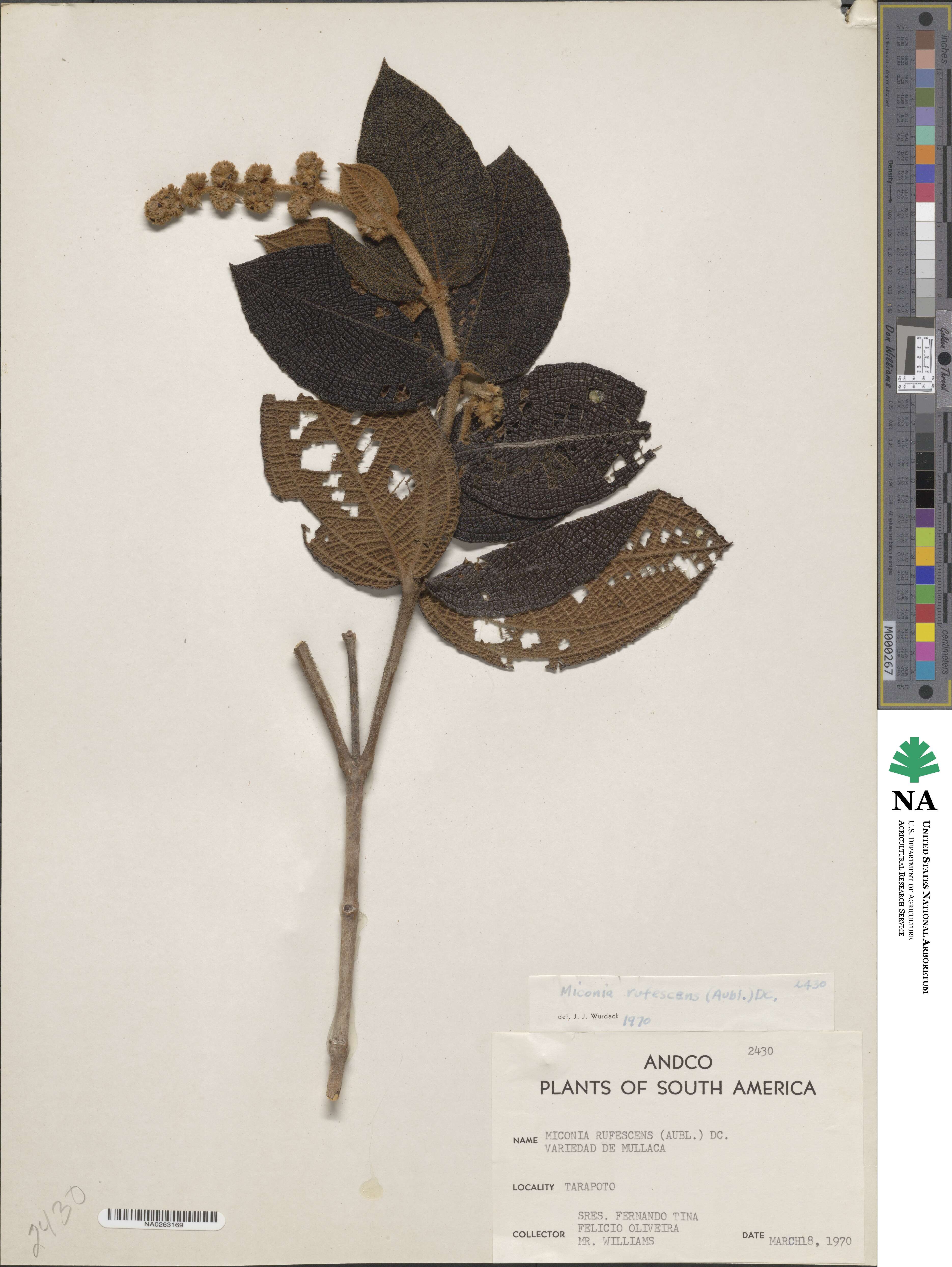 Miconia rufescens image