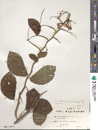 Senna bacillaris var. benthamiana image