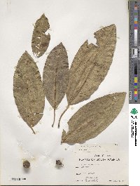 Ficus insipida image