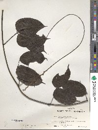 Mucuna urens image