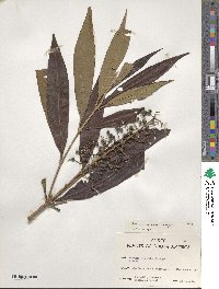 Miconia cannabina image