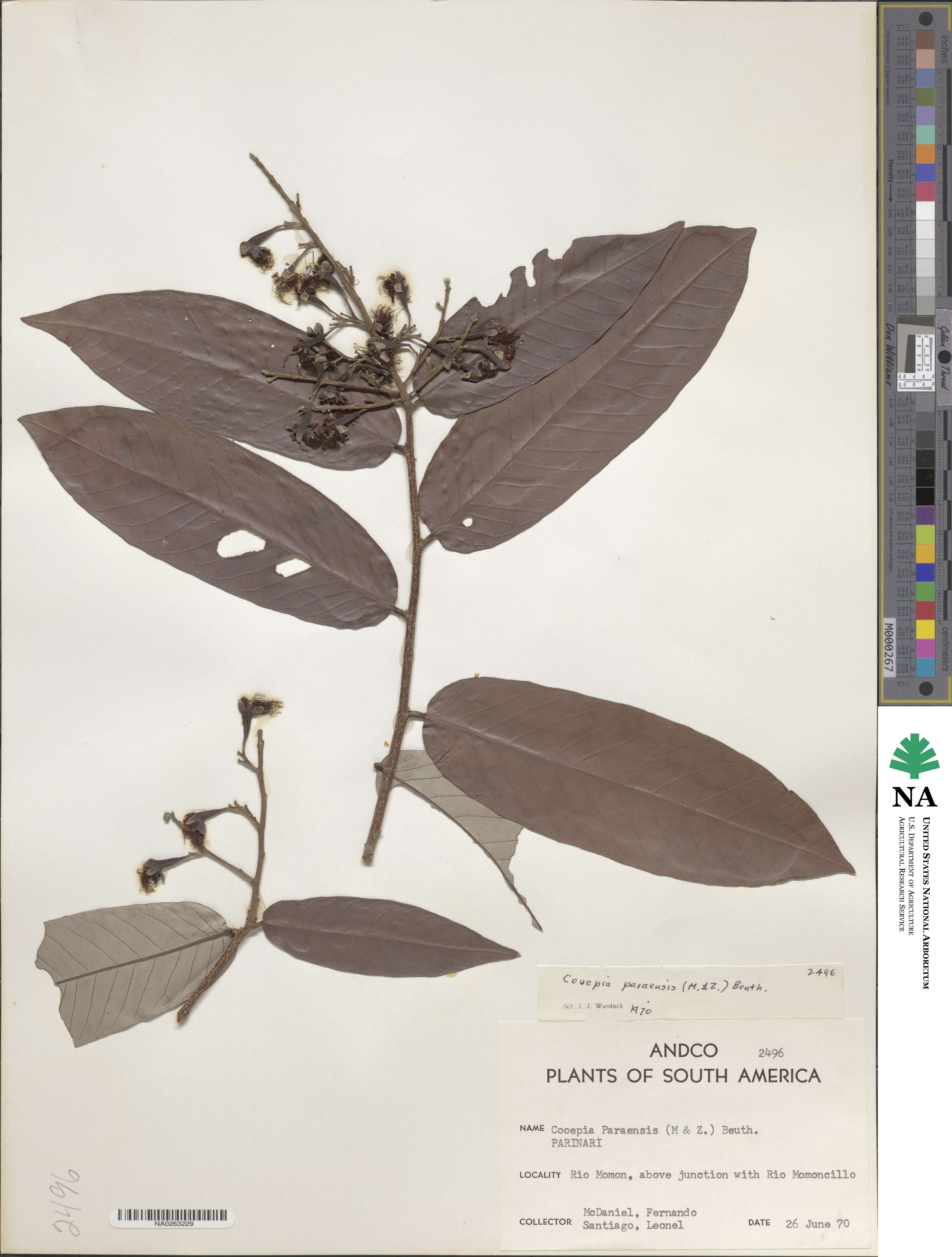 Couepia paraensis image