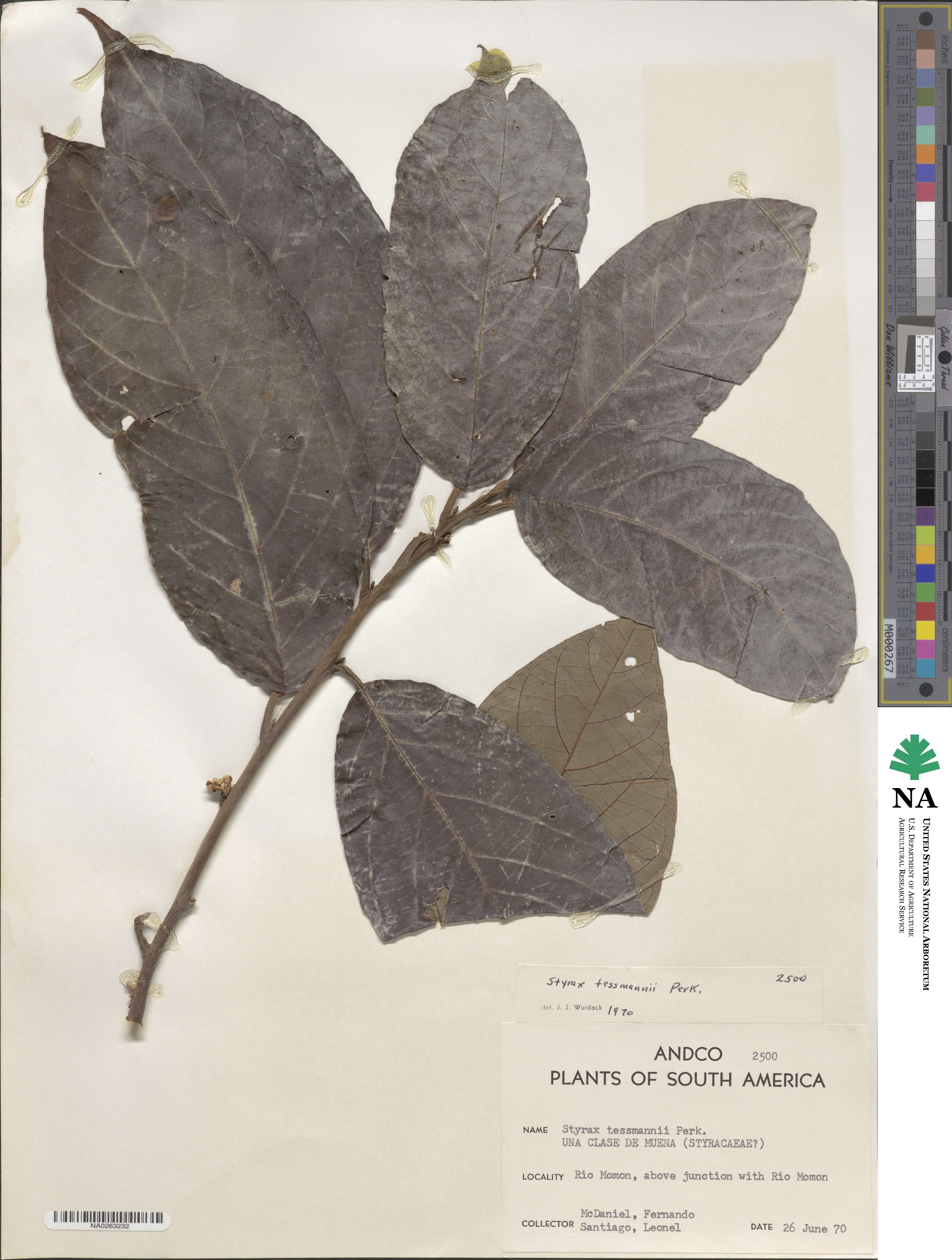 Styrax guianensis image