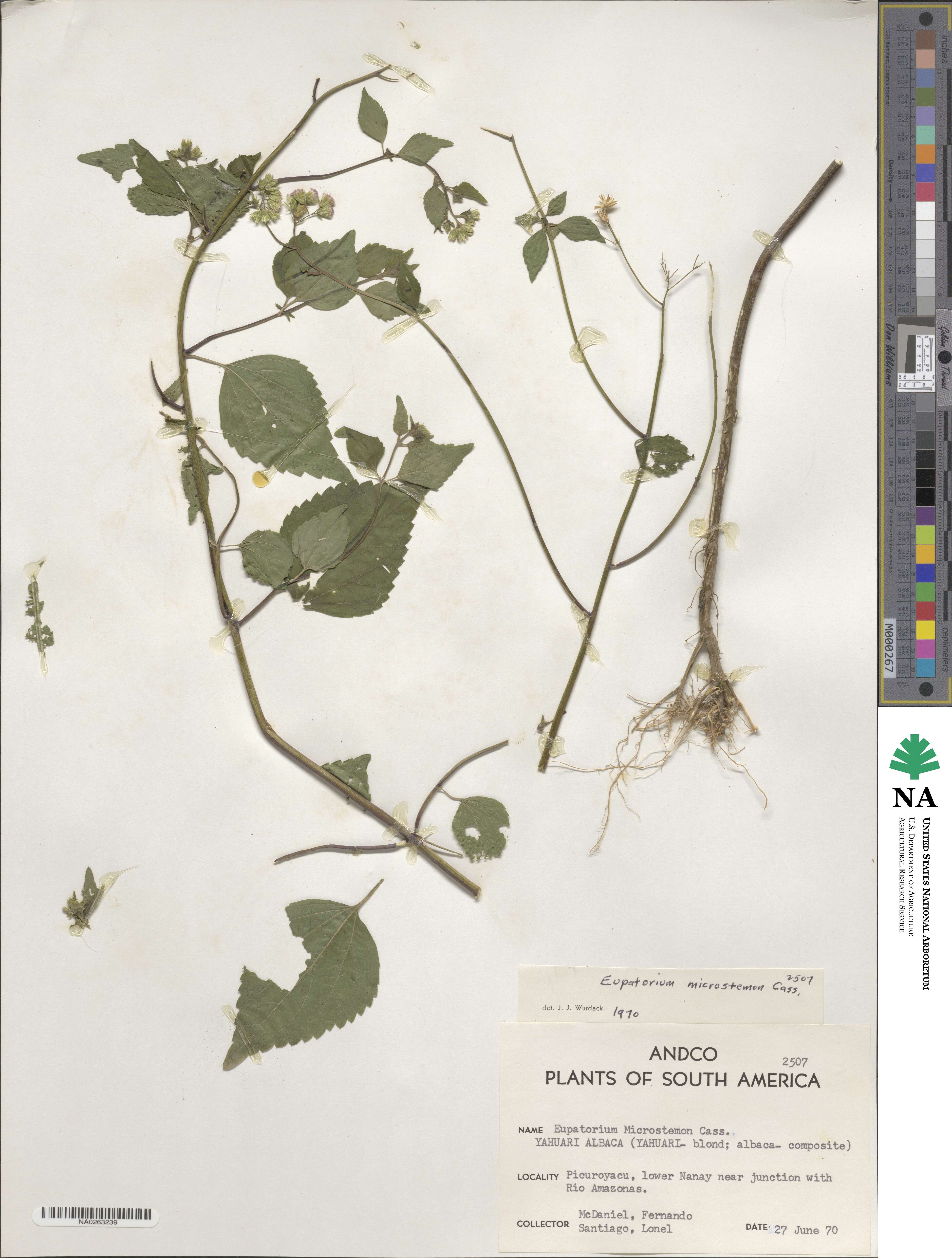 Fleischmannia microstemon image
