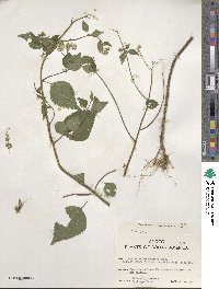 Fleischmannia microstemon image