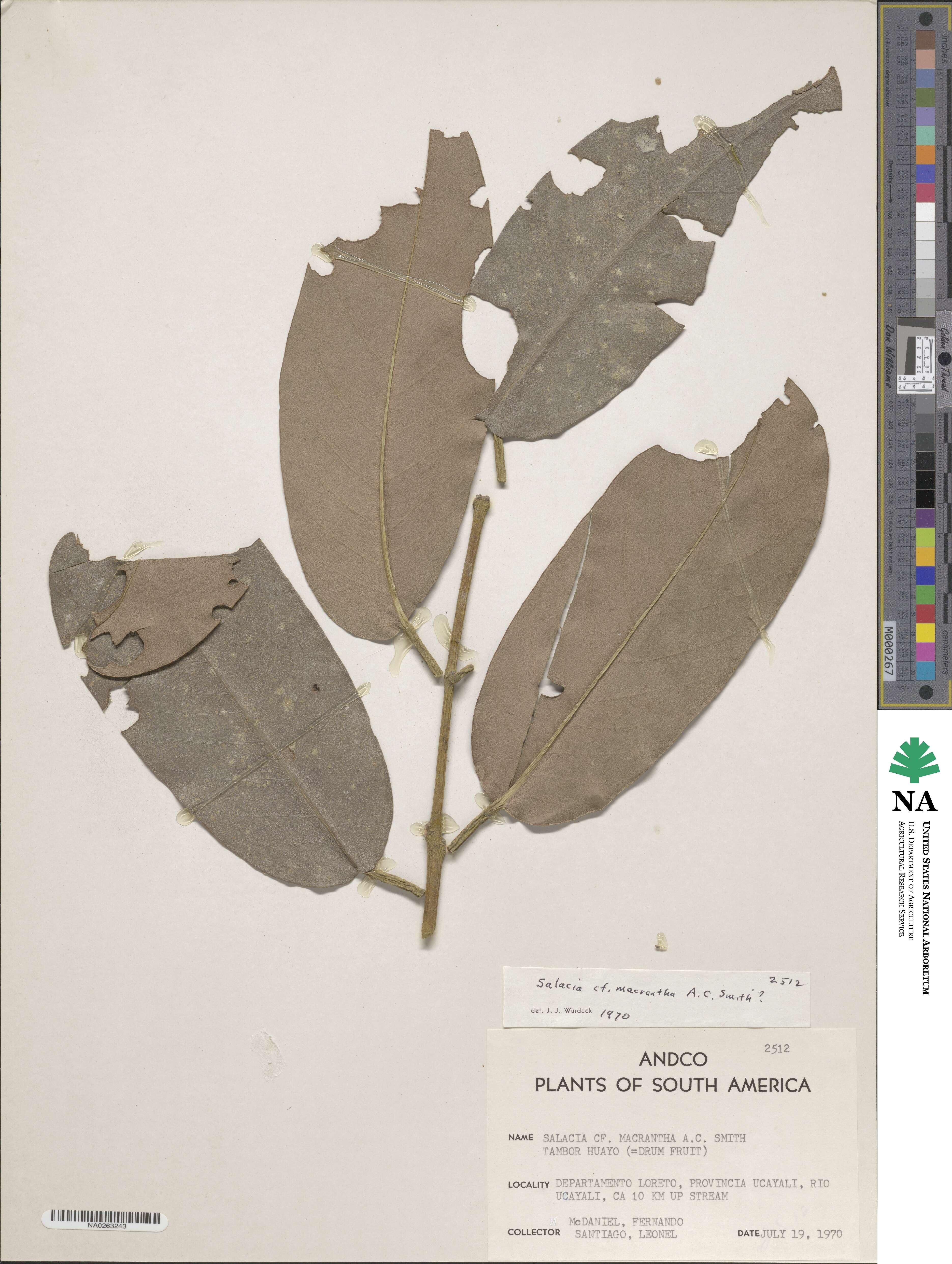 Salacia macrantha image