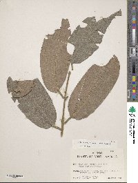 Salacia macrantha image