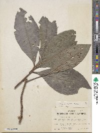 Stylogyne longifolia image