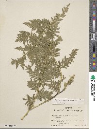 Selaginella exaltata image