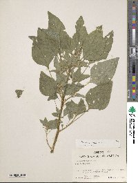 Amaranthus dubius image