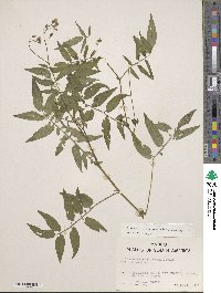 Solanum suaveolens image